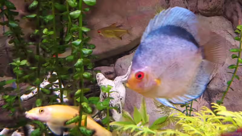 Dark Angel von Günter+Karin (5)