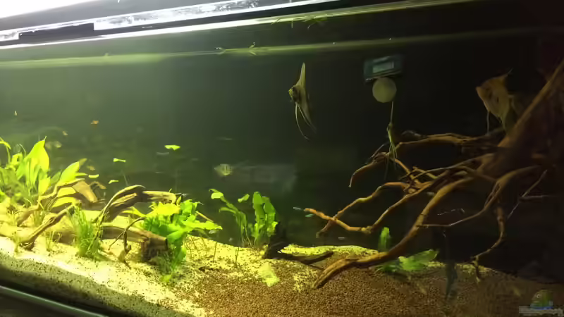 Dark side von Ragner (31)