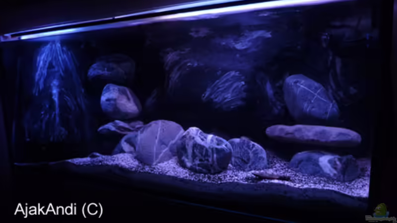 Dark Stone Mbuna von AjakAndi (1)