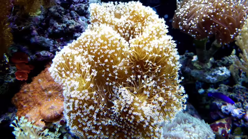 Darum sind Korallen Tiere und keine Pflanzen