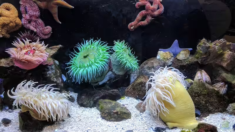 Darum sind Korallen Tiere und keine Pflanzen