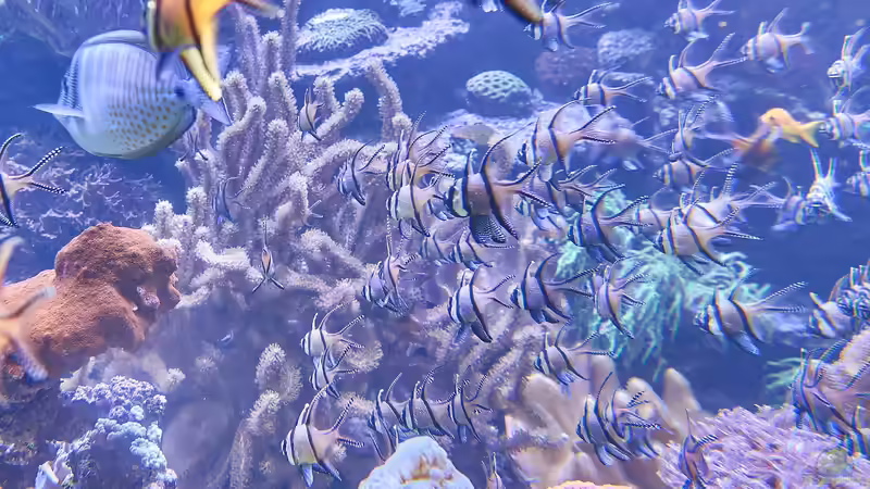 Darum sind Korallen Tiere und keine Pflanzen