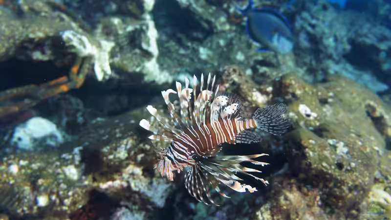 Darum solltest du keine Rotfeuerfische in deinem Meerwasseraquarium halten