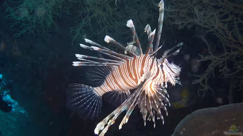 Darum solltest du keine Rotfeuerfische in deinem Meerwasseraquarium halten