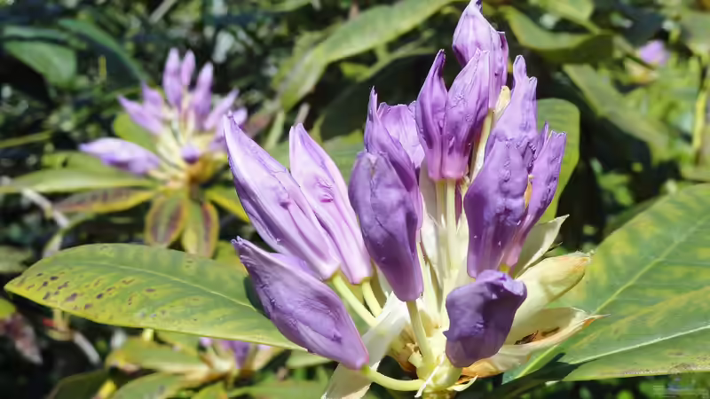 Darum solltest du Rhododendron ponticum nicht im Garten pflanzen