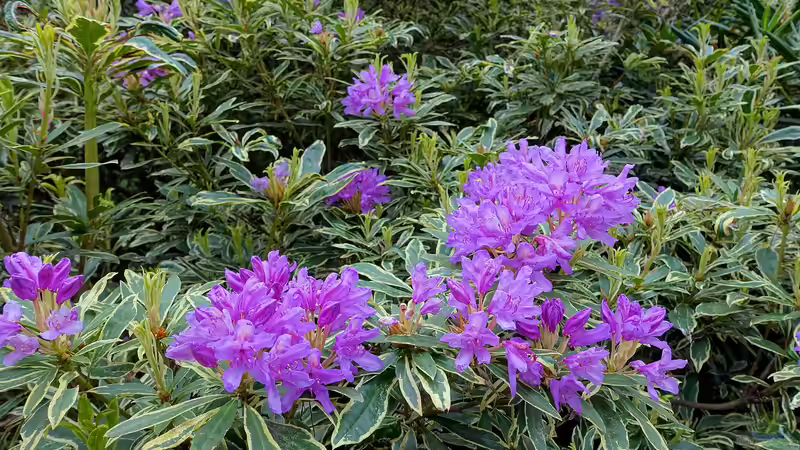 Darum solltest du Rhododendron ponticum nicht im Garten pflanzen
