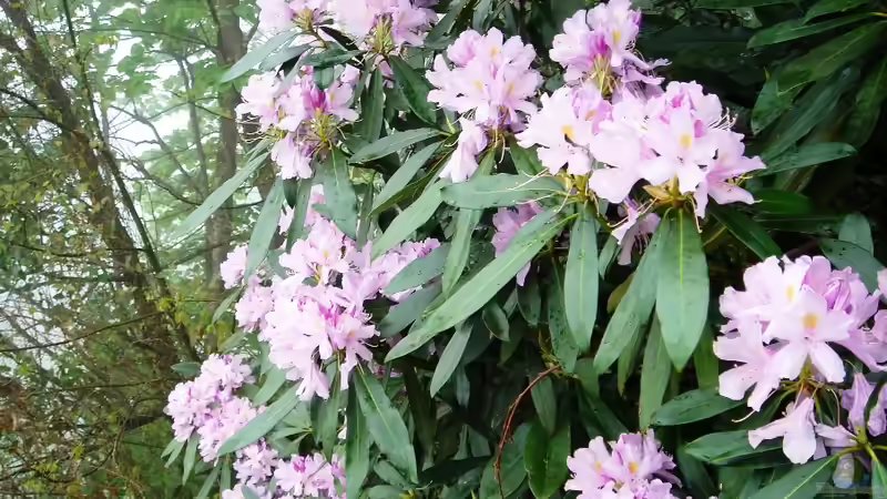 Darum solltest du Rhododendron ponticum nicht im Garten pflanzen