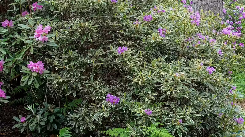 Darum solltest du Rhododendron ponticum nicht im Garten pflanzen