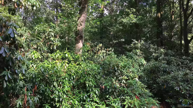 Darum solltest du Rhododendron ponticum nicht im Garten pflanzen