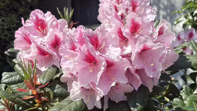 Darum solltest du Rhododendron ponticum nicht im Garten pflanzen