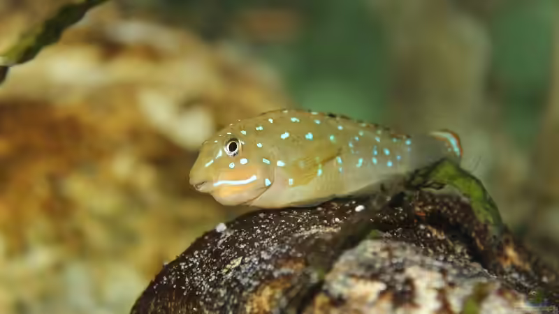 Das 1. brütende Mädel, hier wurde die Brut schon an den Papa übergeben von Jörg (29)