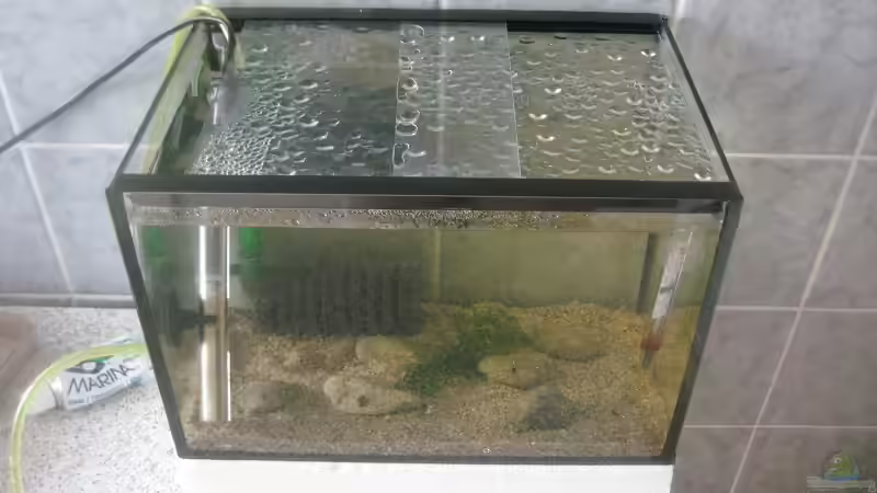 Das 10 Liter Babybecken von Tiburón (62)