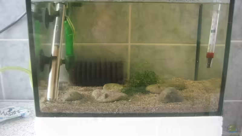 Das 10 Liter Babybecken von Tiburón (63)