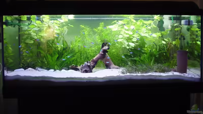 Das 160 Liter Gesellschaftsbecken - Frontansicht von Marko Lütgens (1)