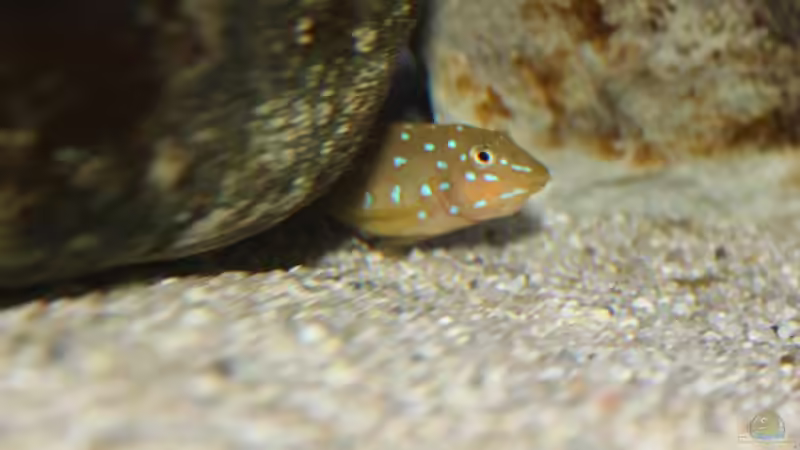 Das 2. brütende Mädel ! von Jörg (28)