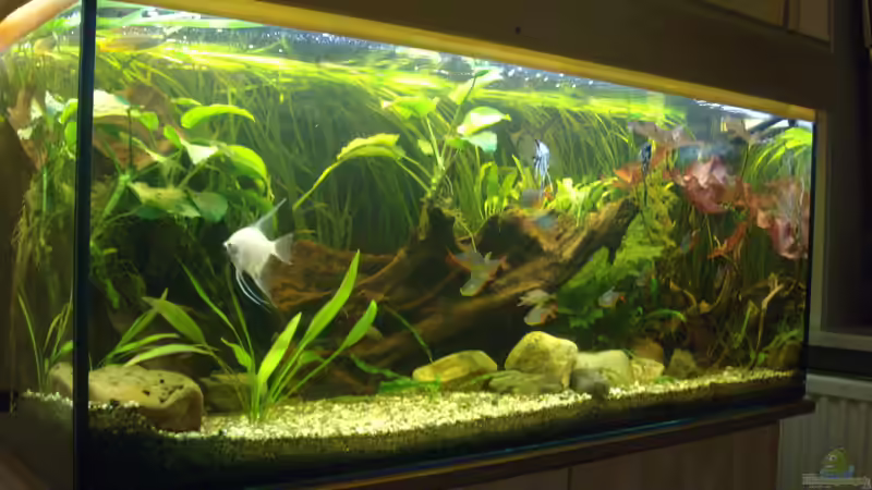 Das 300 Liter Becken von Steve Gerecke (1)