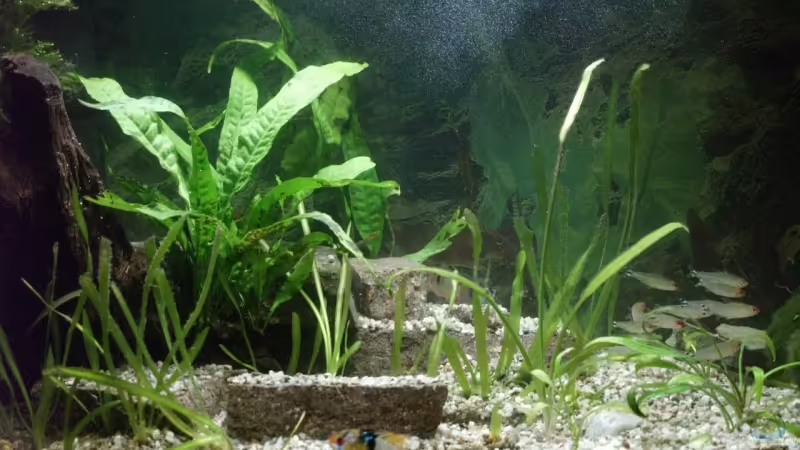 Das 54 Liter Südamerikabecken von Thomas Rengier (1)