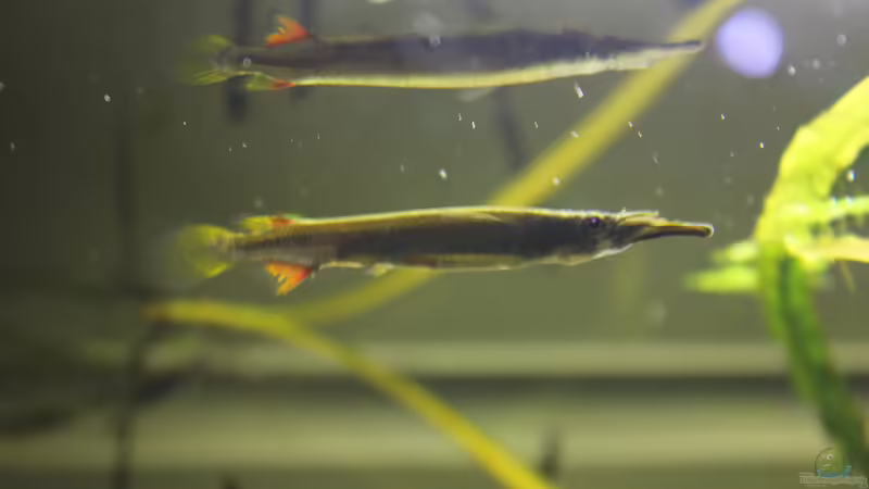 Das adulte Weibchen von Falk (9)