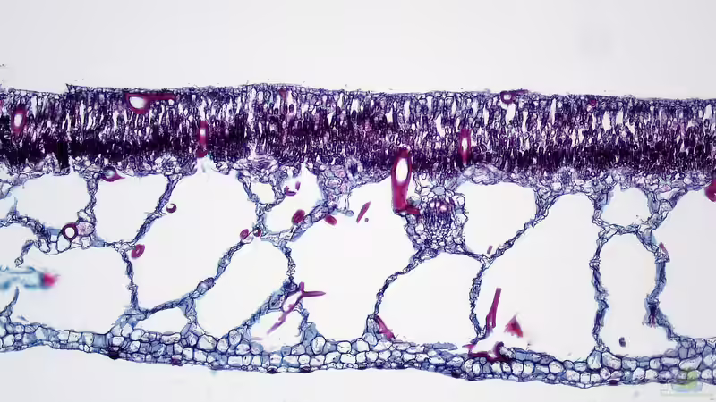 Das Aerenchym bei Seerosen und seine Bedeutung