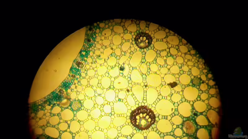 Das Aerenchym bei Seerosen und seine Bedeutung