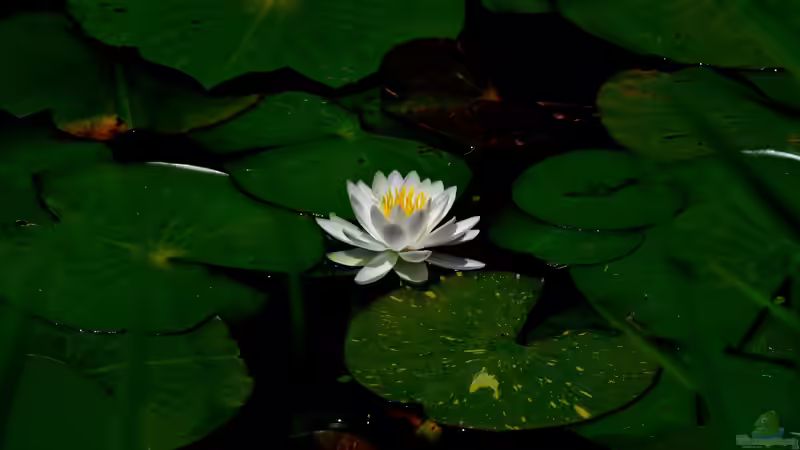 Das Aerenchym bei Seerosen und seine Bedeutung