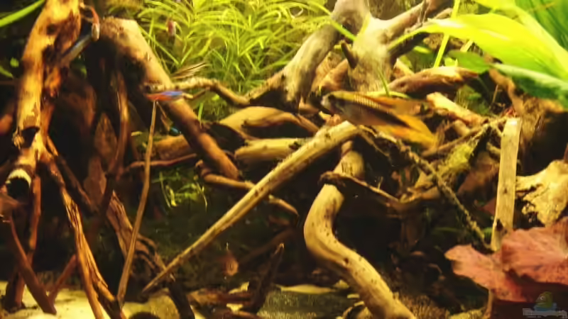 das Agassiz M vor den Wurzeln von ray-78 (12)