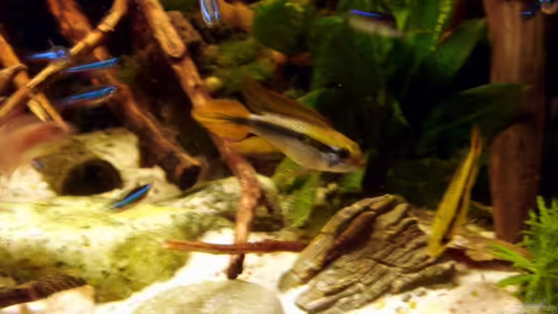 das Agassiz Päärchen von ray-78 (11)