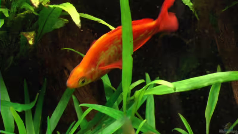 Das Alpha-Männchen in seinem Revier von Tilo Schmiedl (23)