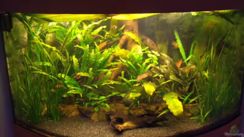 Das alte Becken! von Thomas Ahrens (2)