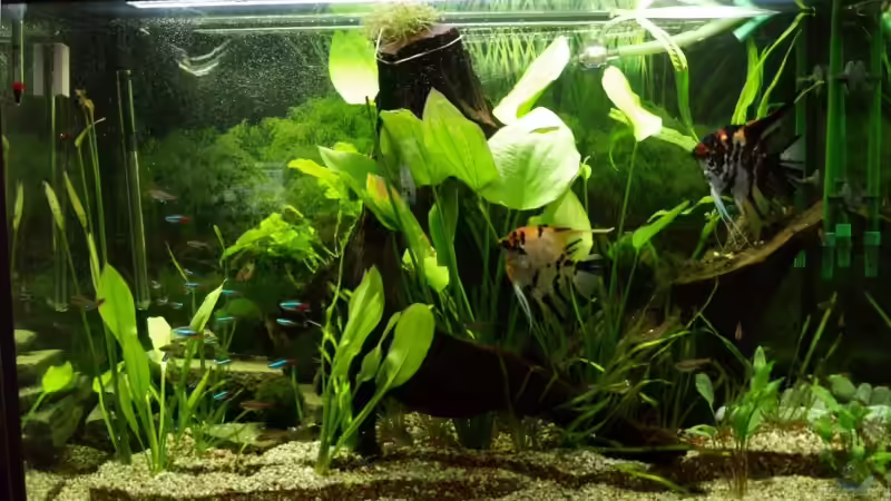 Das Amazonabecken  von Thomas Rengier (1)