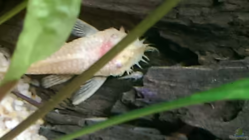 Das Ancistrus-Männchen mit Nachwuchs von Ottche (217)