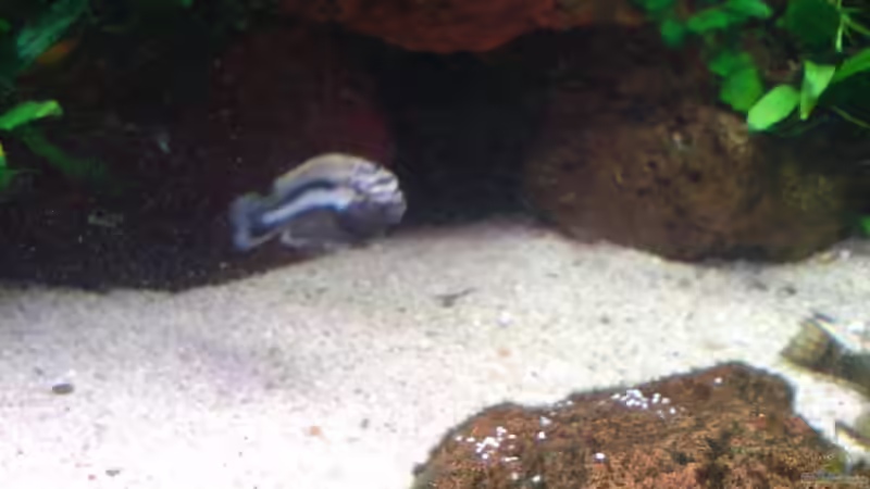 das andere  M. Auratus Männchen in seinem Revier von Dennis Feldhaus (12)