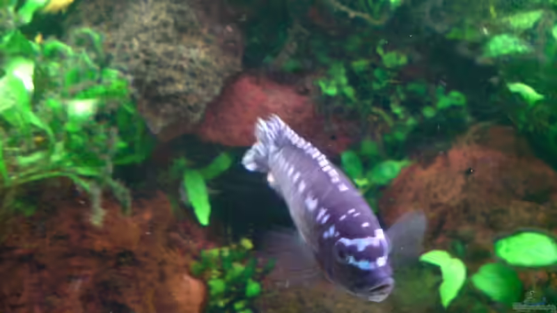 das andere M. Chizumlu Johanni Männchen von Dennis Feldhaus (11)