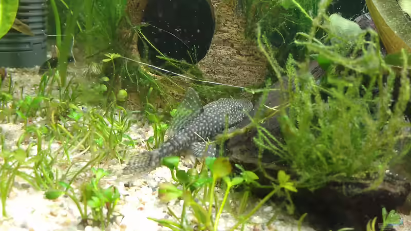 das Antennenwels-Weibchen von Lily (40)