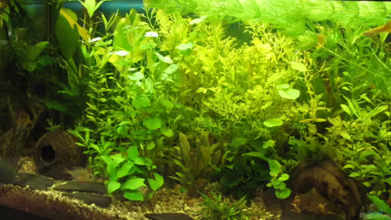 Das Aparium steht in einer eher dunklen ruhigen Ecke in der Wohnküche, Stromanschluss von Ulrike Laarouchi (1)