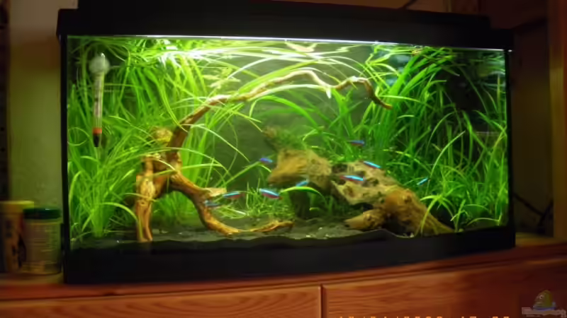 Das AQ neu mit der Moorkienwurzel am 12.04.2009 von Annika (5)