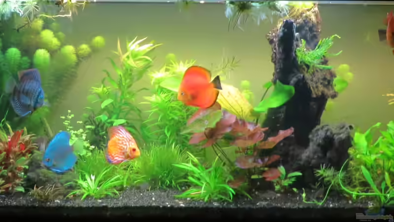 Das Aquarium... von Tristan (1)