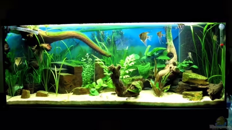 Das Aquarium 2 Monate nach dem Einrichten von Christian Messner (10)