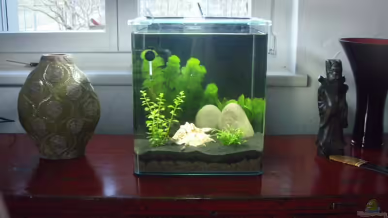 Das Aquarium auf einer Chinesischen Komode aus dem 18. Jahrhundert von Jakobi (2)