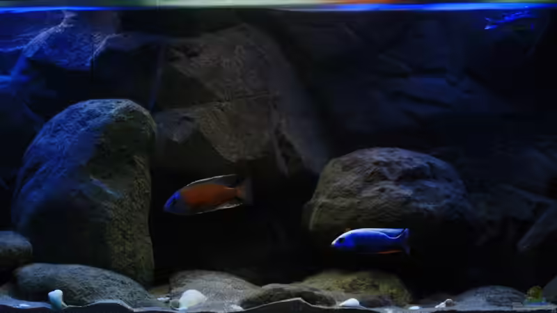 Das Aquarium geht mehr und mehr in den Nachtmodus mit Mondlicht von Florian Bandhauer (5)