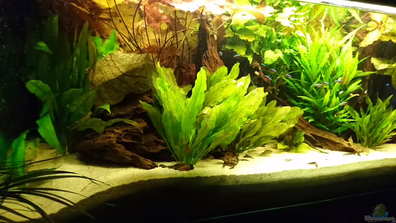 Das Aquarium im Januar 2016 von Wolly (10)