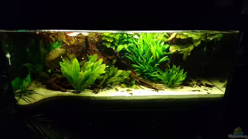 Das Aquarium im Januar 2016 von Wolly (4)