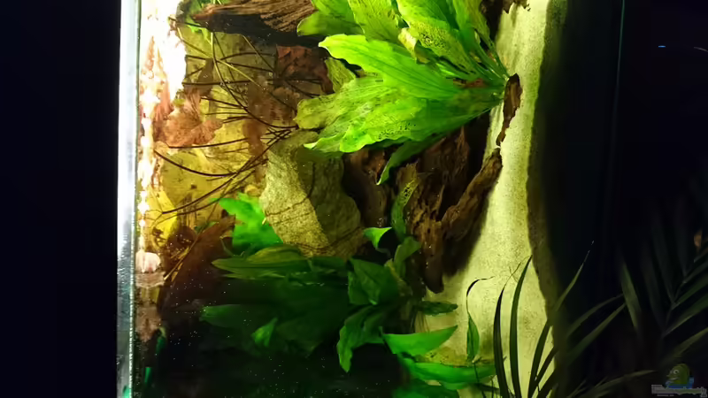 Das Aquarium im Januar 2016 von Wolly (5)