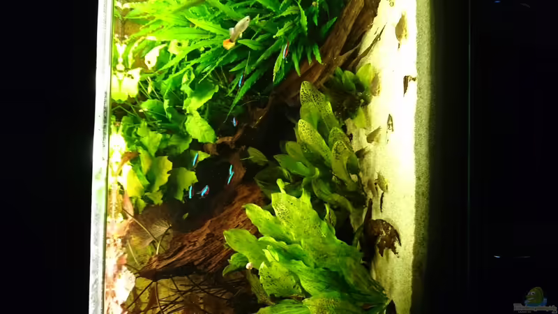 Das Aquarium im Januar 2016 von Wolly (6)