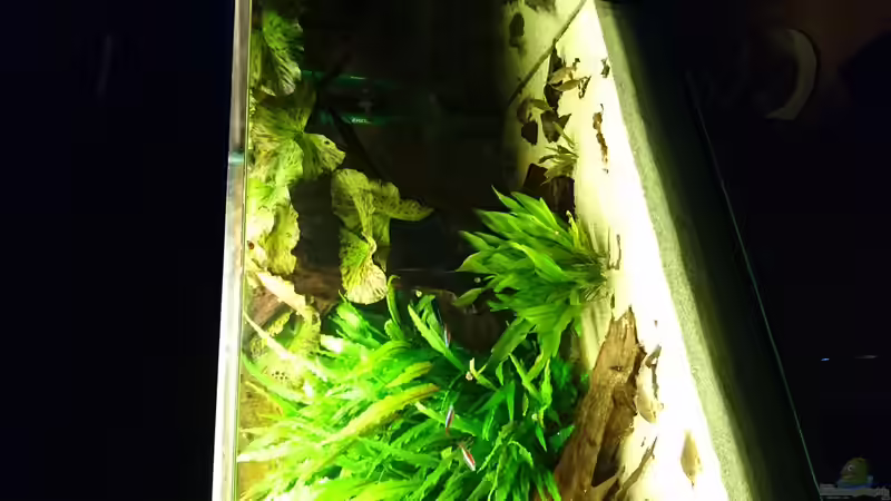 Das Aquarium im Januar 2016 von Wolly (7)