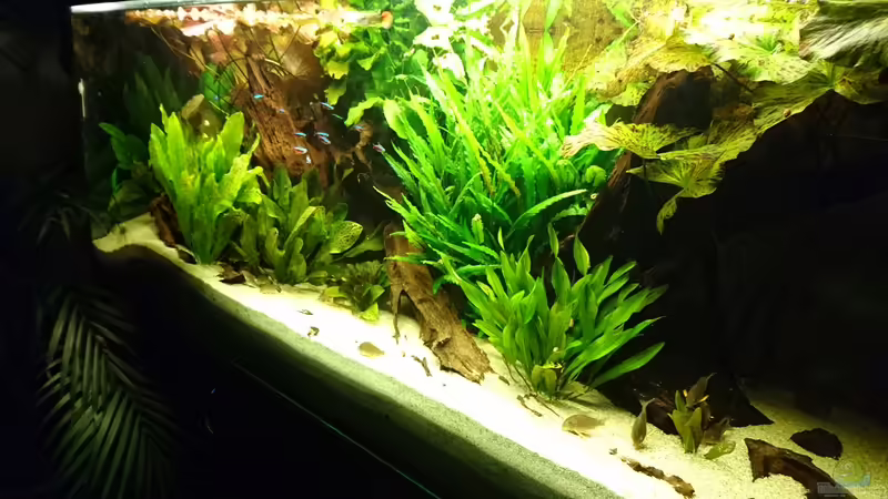 Das Aquarium im Januar 2016 von Wolly (8)