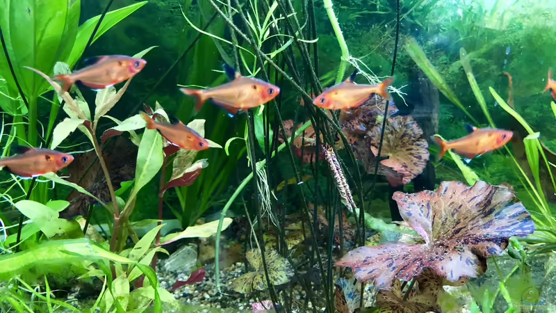 Das Aquarium im Urlaub