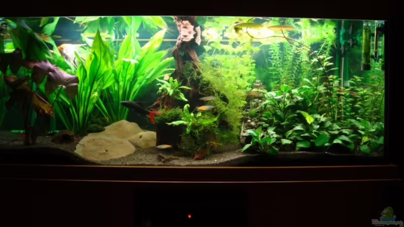 Das Aquarium in der Breite von Nils G. (1)