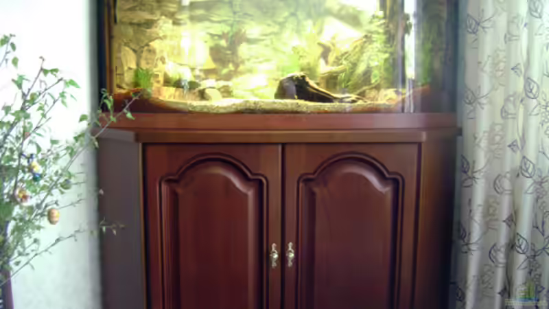 Das Aquarium in der Einlaufphase von rane (3)