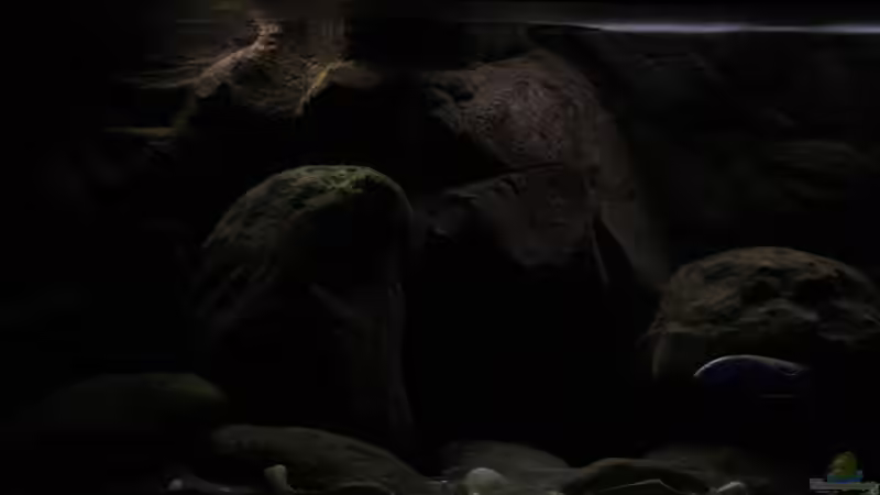 Das Aquarium in der simulierten Tropentag Phase ! von Florian Bandhauer (6)